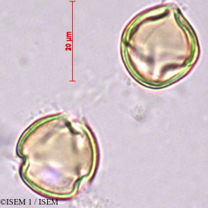 Hypericum grandifolium - lame n° 27875
